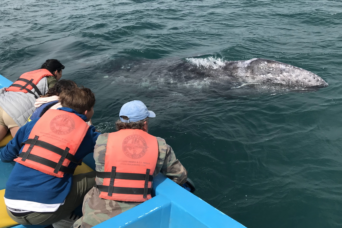 Whale Watching in Baja California, Mexico