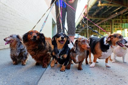 Walking many dogs